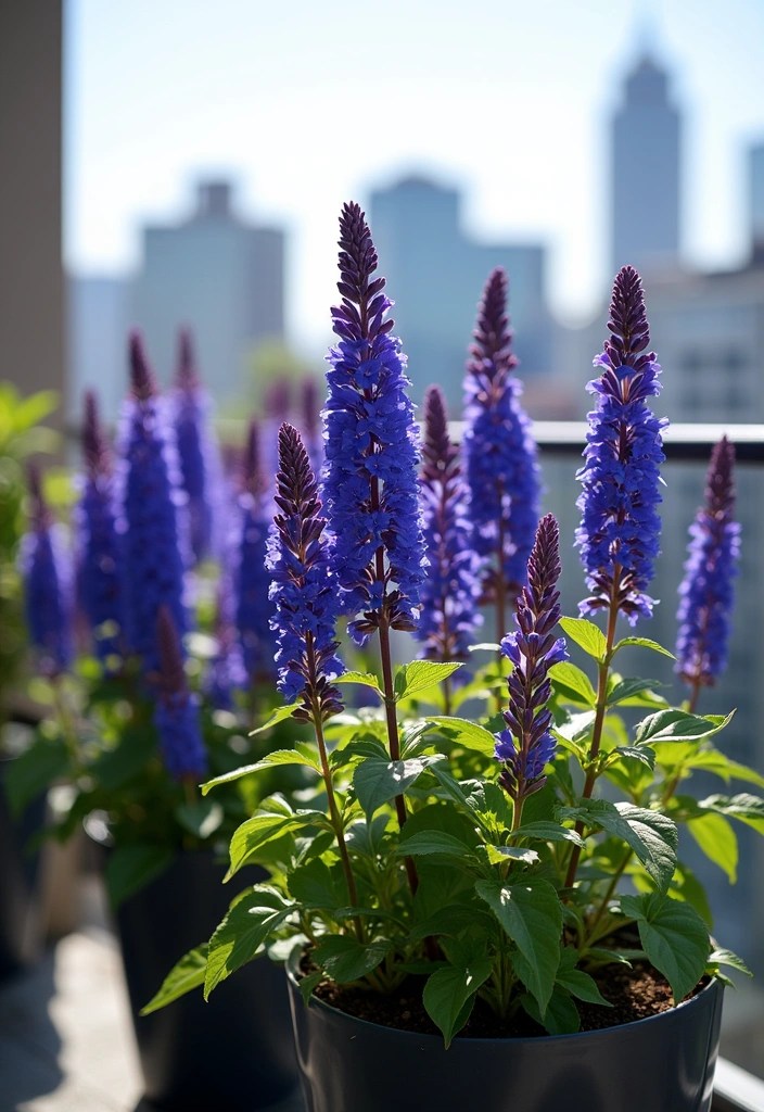 12 Stunning Low Maintenance Flowers Perfect for Urban Balconies (Transform Your Space!) - 10. Salvia
